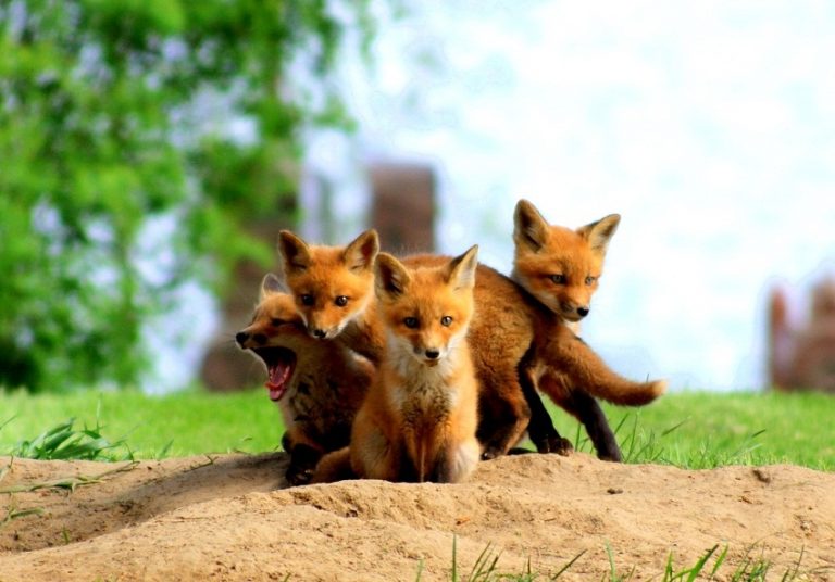 Kit Fox Facts, Habitat, Diet, Life Cycle, Baby, Pictures