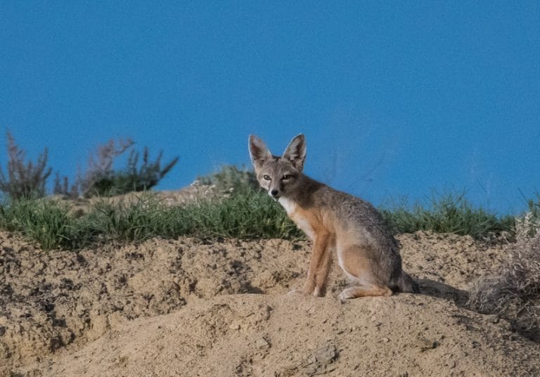 Kit Fox - Facts, Habitat, Diet, Life Cycle, Pictures, and More