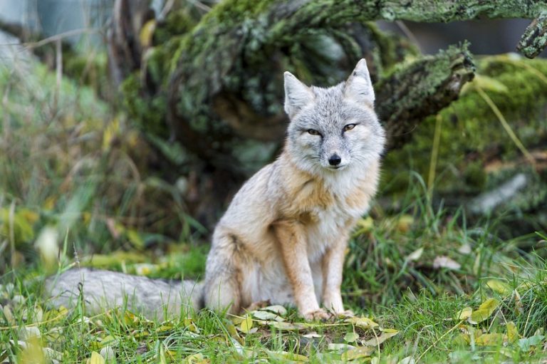 Corsac Fox Facts, Habitat, Diet, Life Cycle, Baby, Pictures