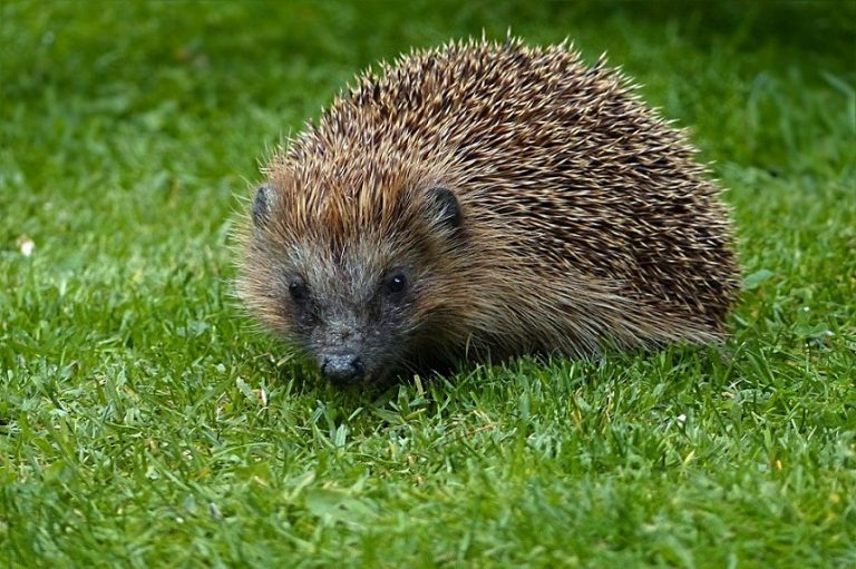 European Hedgehog Facts, Habitat, Diet, Life Cycle, Baby, Pictures