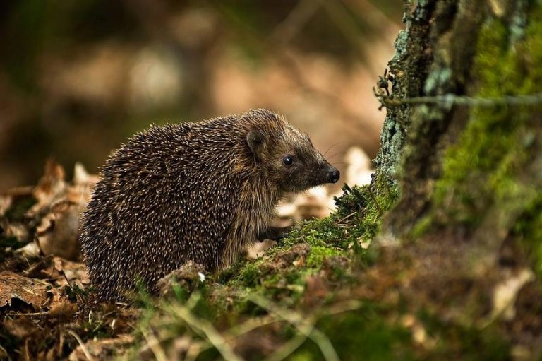 European Hedgehog Facts, Habitat, Diet, Life Cycle, Baby, Pictures