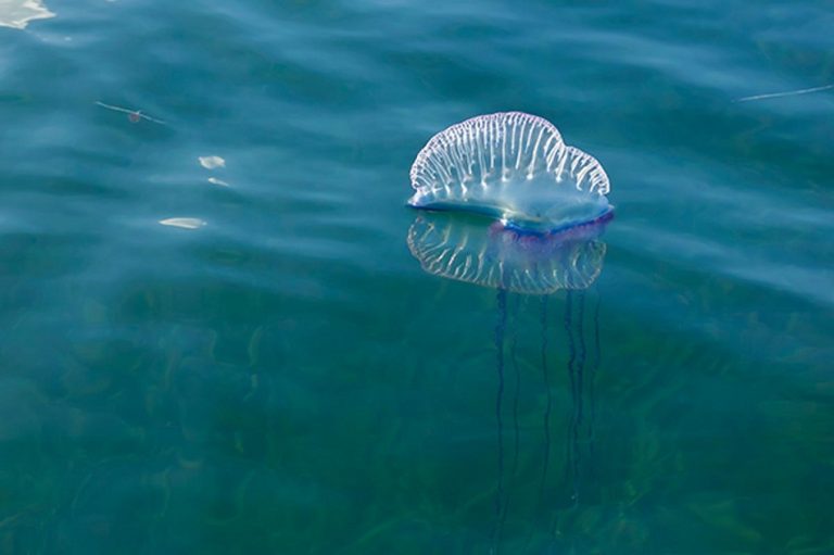 Manowar Jellyfish Facts Habitat Diet Life Cycle Pictures