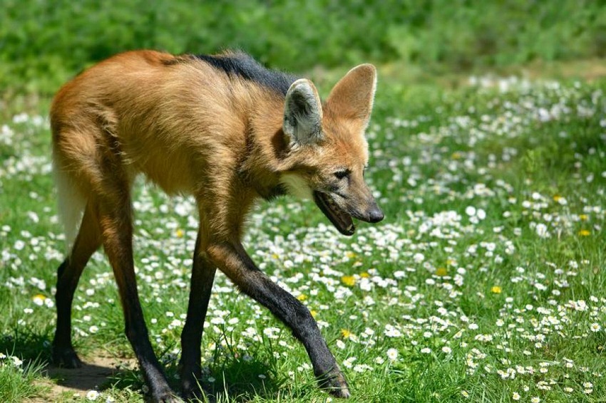 show me a maned wolf