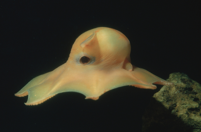 flapjack octopus