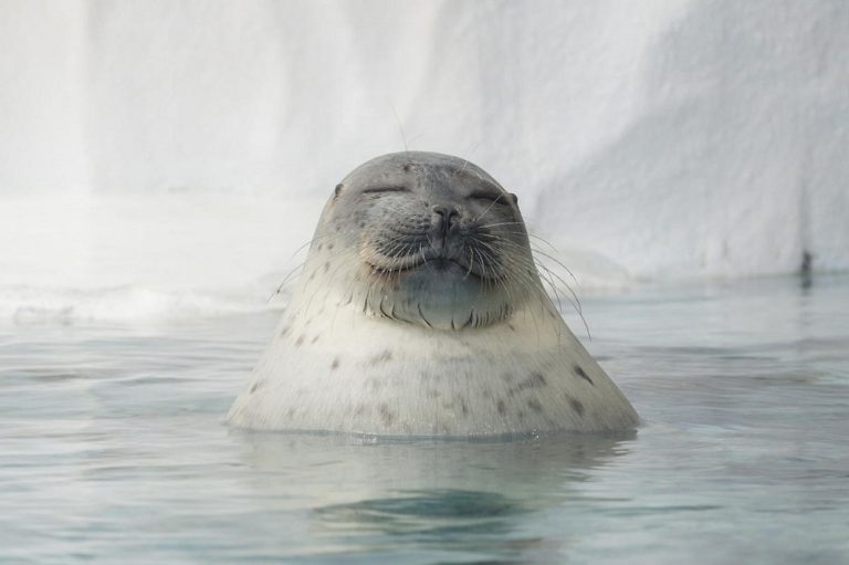 Ringed Seal Facts Habitat Diet Life Cycle Baby Pictures