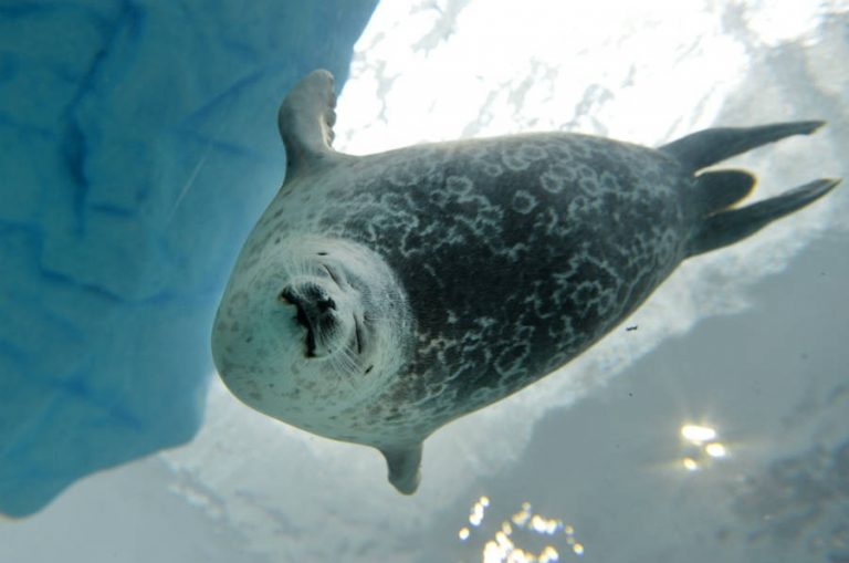 Ringed Seal Facts, Habitat, Diet, Life Cycle, Baby, Pictures