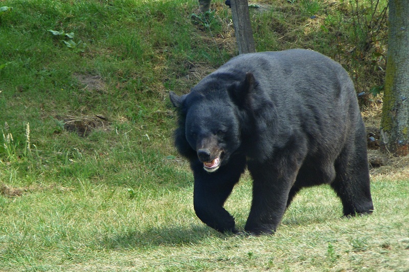 Black bear, Size, Weight, Habitat, Diet, & Facts