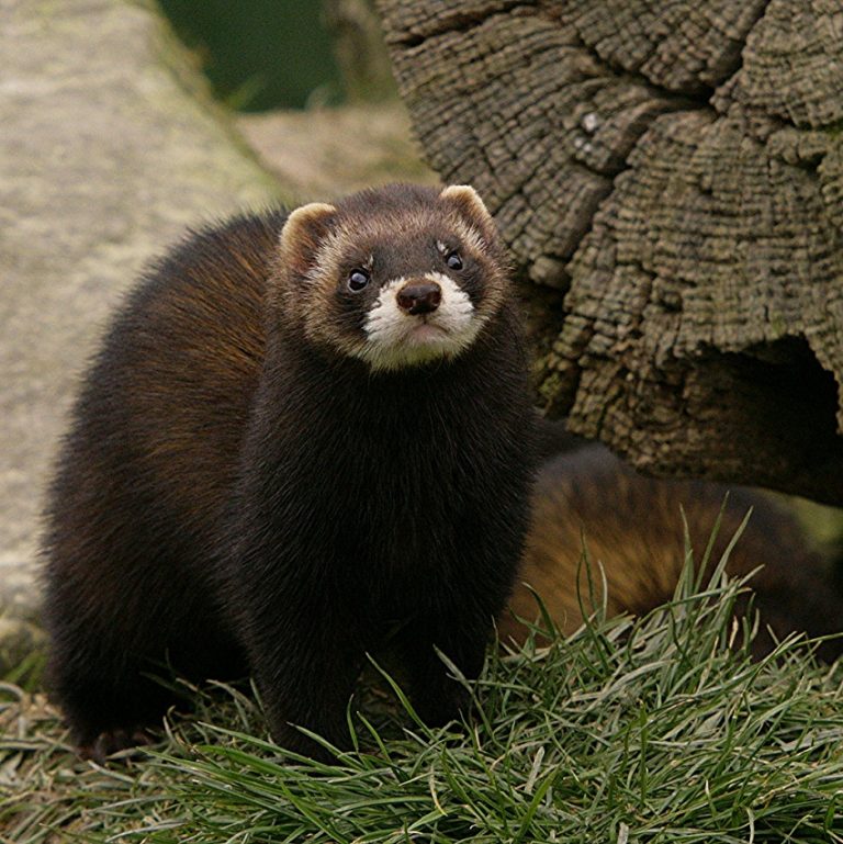 European Polecat - Facts, Habitat, Diet, Pictures, and More