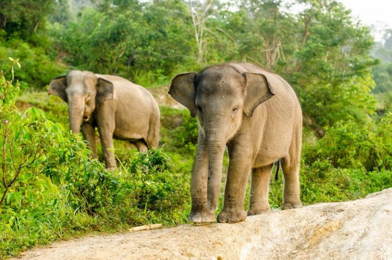 Sumatran Elephant Facts, Habitat, Diet, Life Cycle, Baby, Pictures