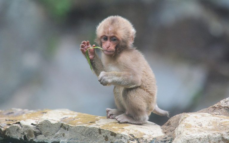 Snow Monkey Facts Habitat Diet Baby Pictures