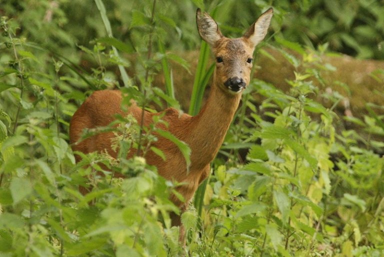 Roe Deer Facts Behavior Habitat Diet Pictures