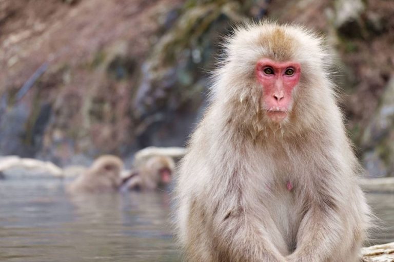 Snow Monkey Facts, Habitat, Diet, Baby, Pictures