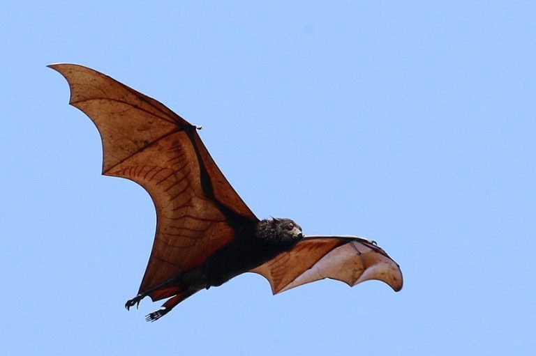 Large Flying Fox Facts, Habitat, Diet, Pictures