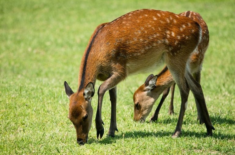 Sika Deer Facts, Habitat, Diet, Pictures