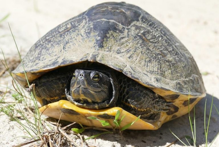 Yellow-Bellied Slider Facts, Habitat, Diet, Pictures