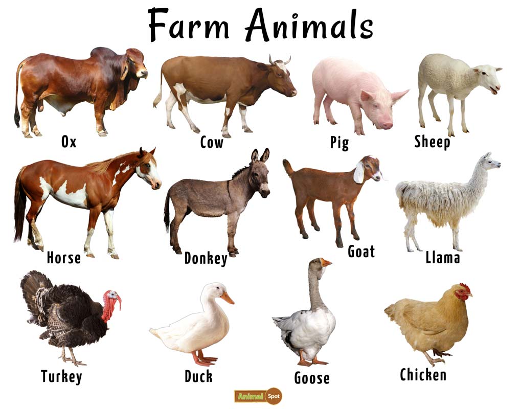 domestic animals pictures with information