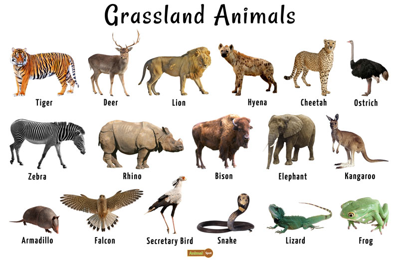 What are 10 animals in the temperate grasslands?