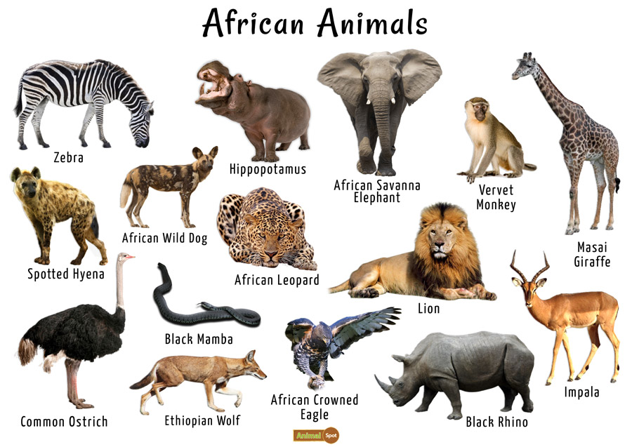african animals a z