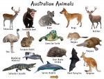 Australian Animals List, Facts, Conservation, Pictures