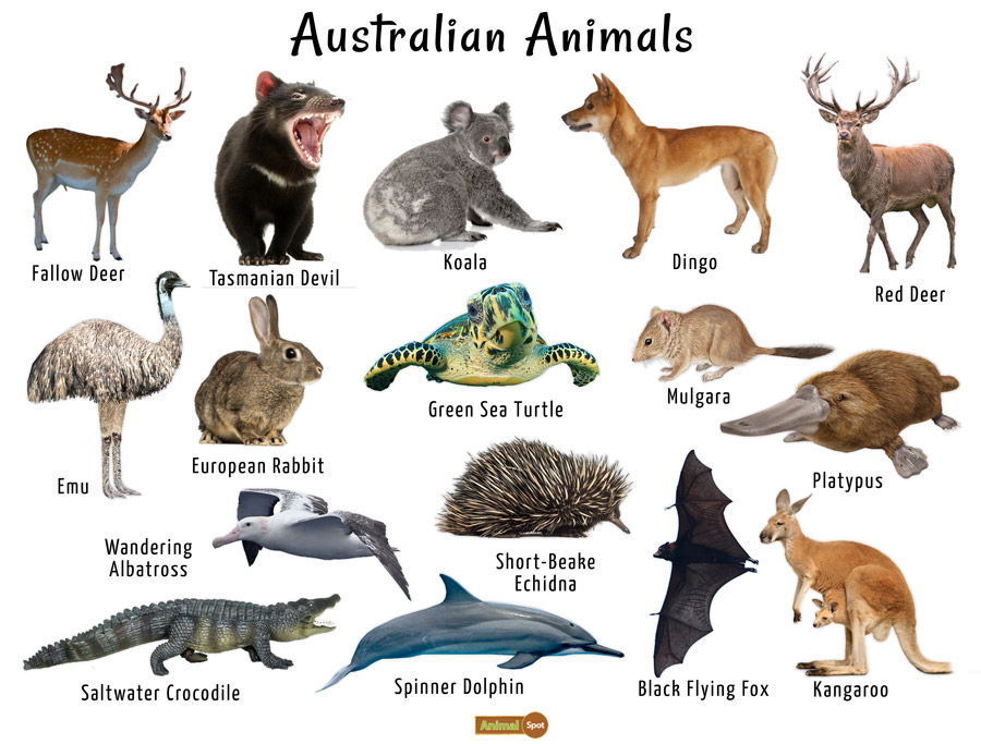 A List Of Animals That Live In Australia - Aja Pictures