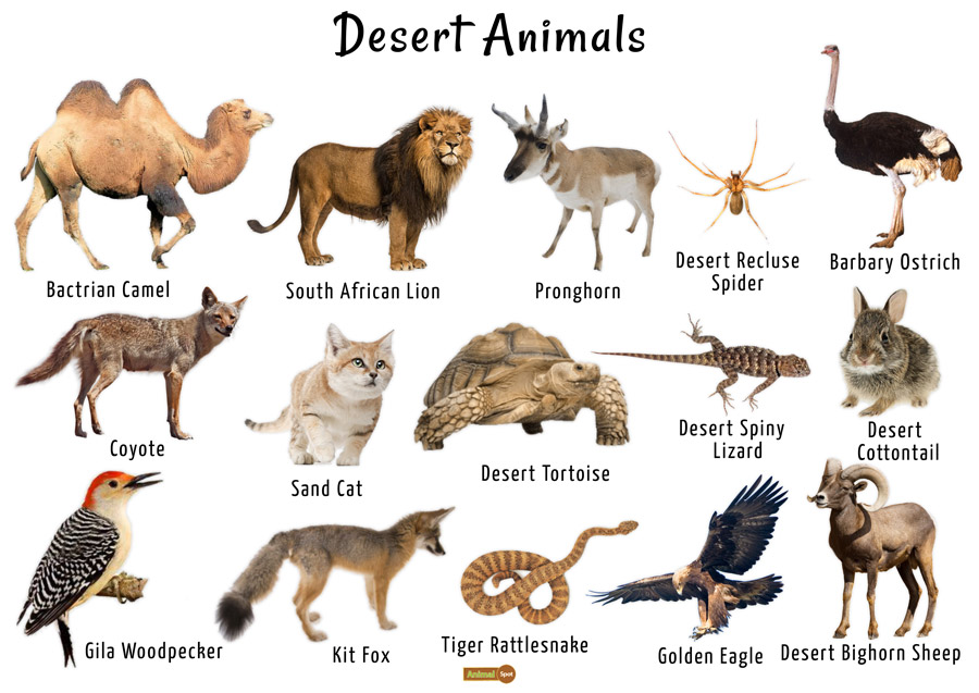 Desert animals, Animals, List of animals