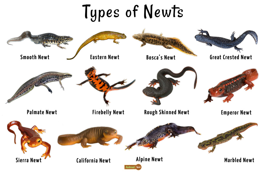images of newt