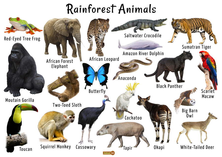 venezuelan rainforest animals
