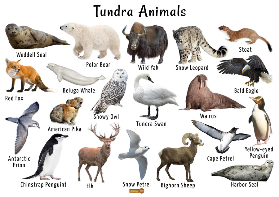 Tundra Biome Animals