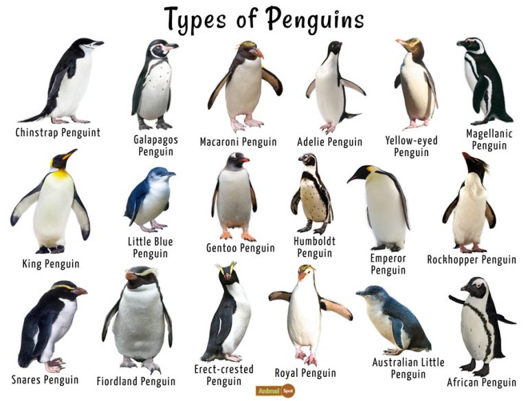 Penguin Facts, Types, Habitat, Diet, Adaptations, Pictures