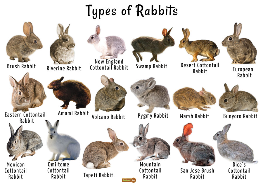 types of bunnies