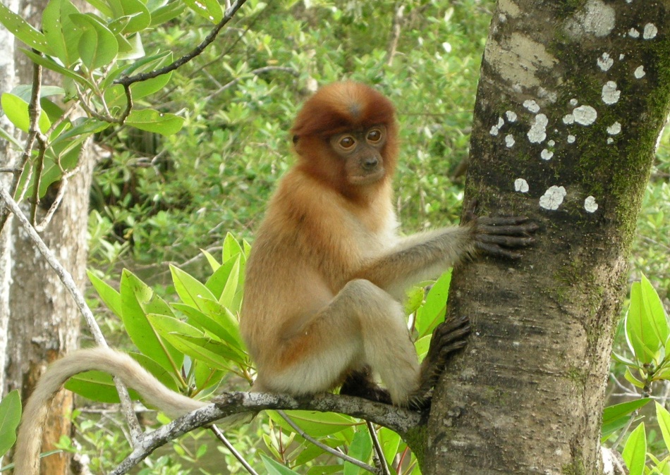 Monkey Facts, Types, Lifespan, Classification, Habitat, Pictures