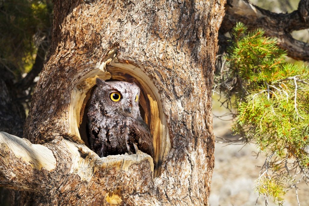 Owl Facts, Types, Classification, Habitat, Diet, Adaptations