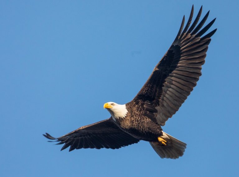 Eagle Facts, Types, Characteristics, Habitat, Diet, Adaptations