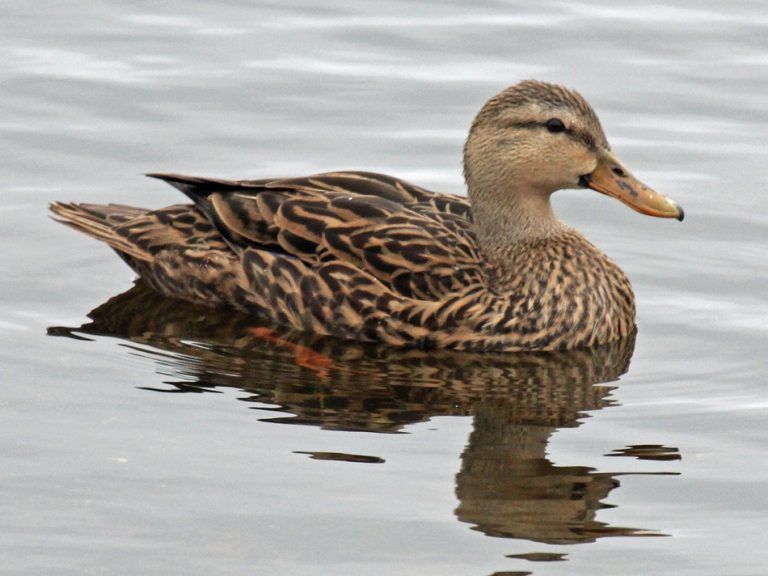 Duck Facts, Types, Identification, Habitat, Diet, Adaptations