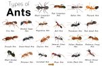 Ant Facts, Types, Identification, Habitat, Diet, Adaptations