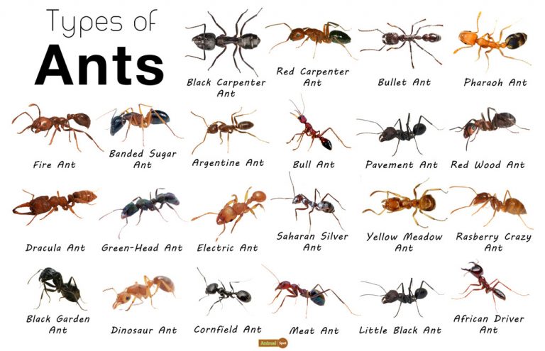 Ant Facts Types Identification Habitat Diet Adaptations   Types Of Ants 768x495 