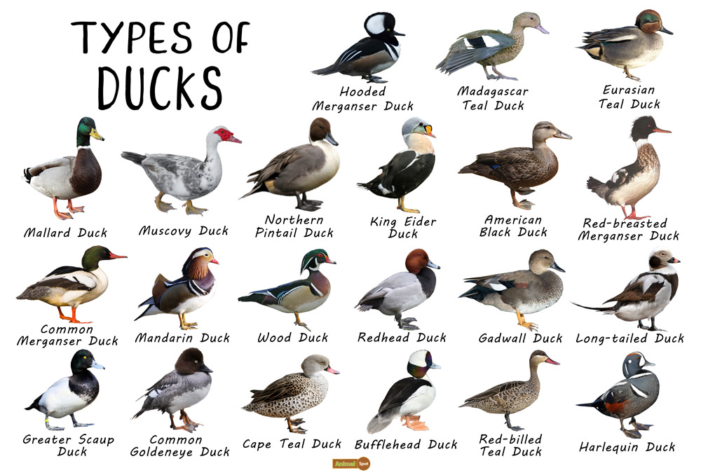 Goldeneye Duck Facts