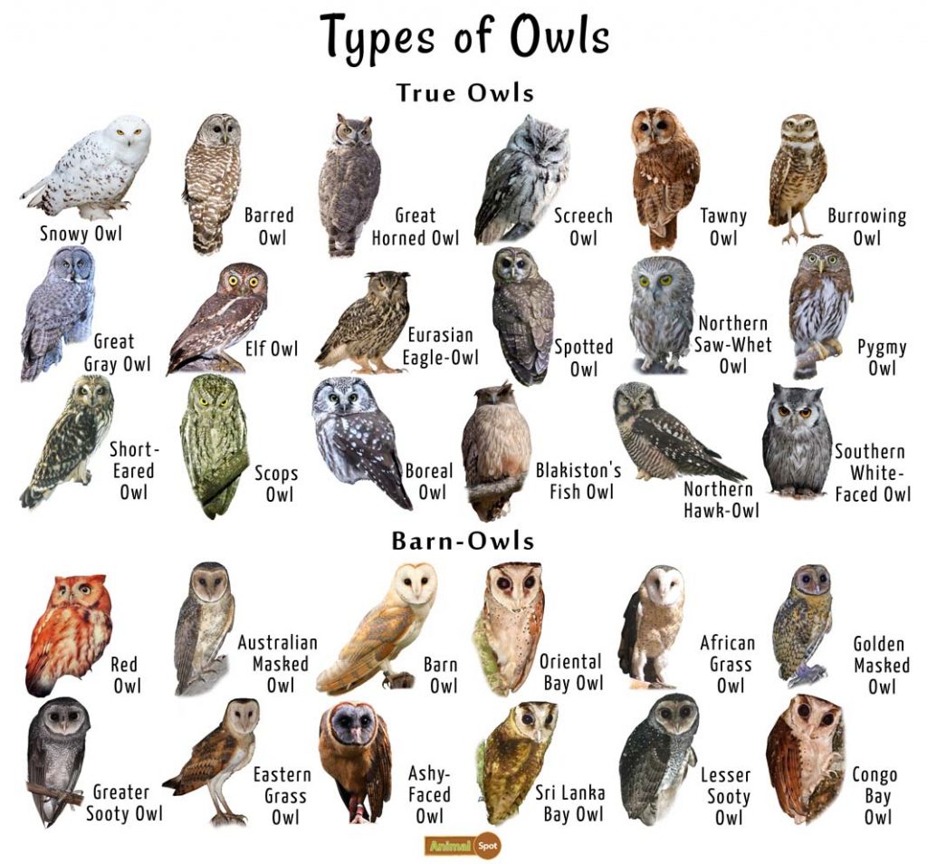 Owl Facts, Types, Classification, Habitat, Diet, Adaptations