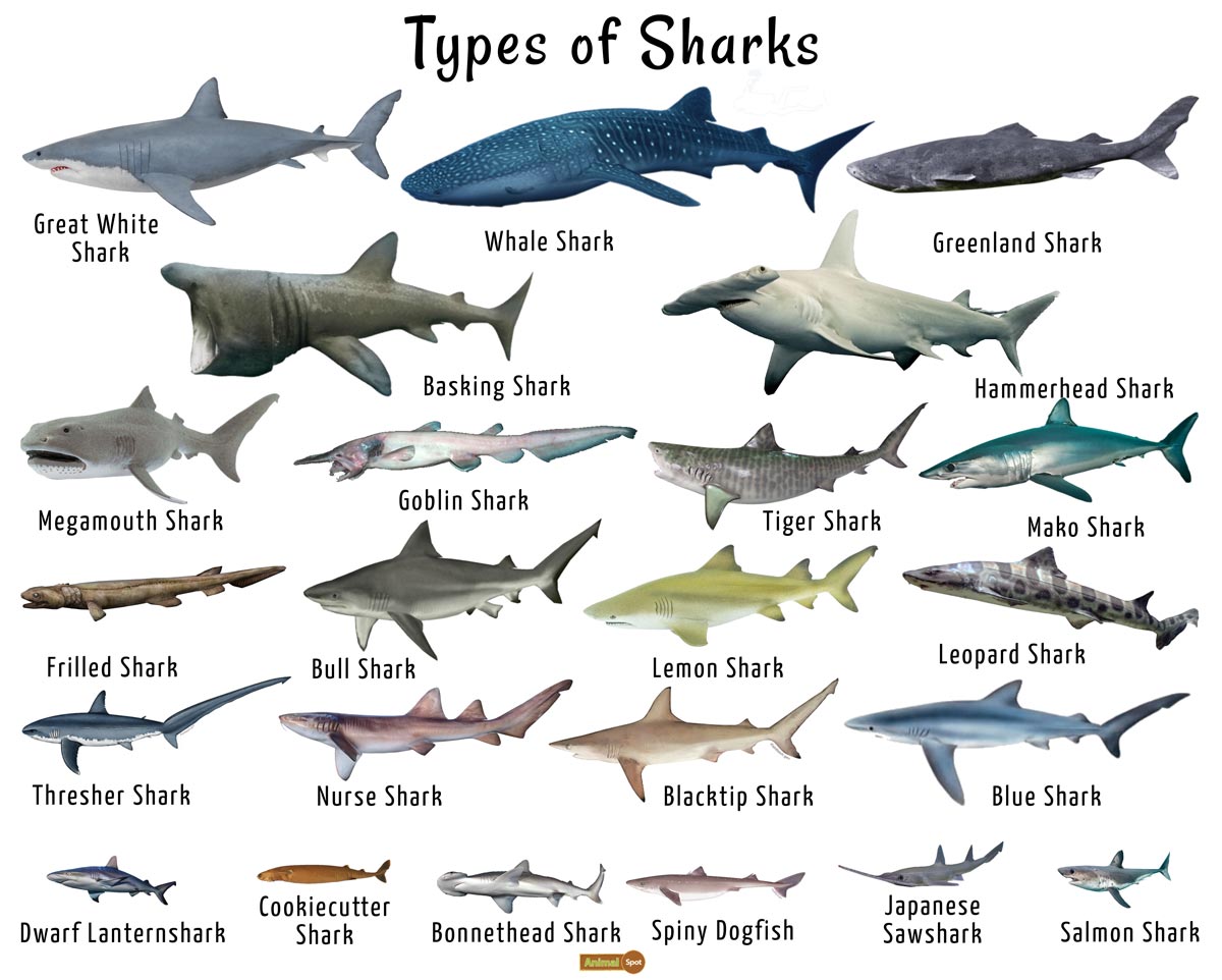 Different Types Of Sharks Names And Pictures