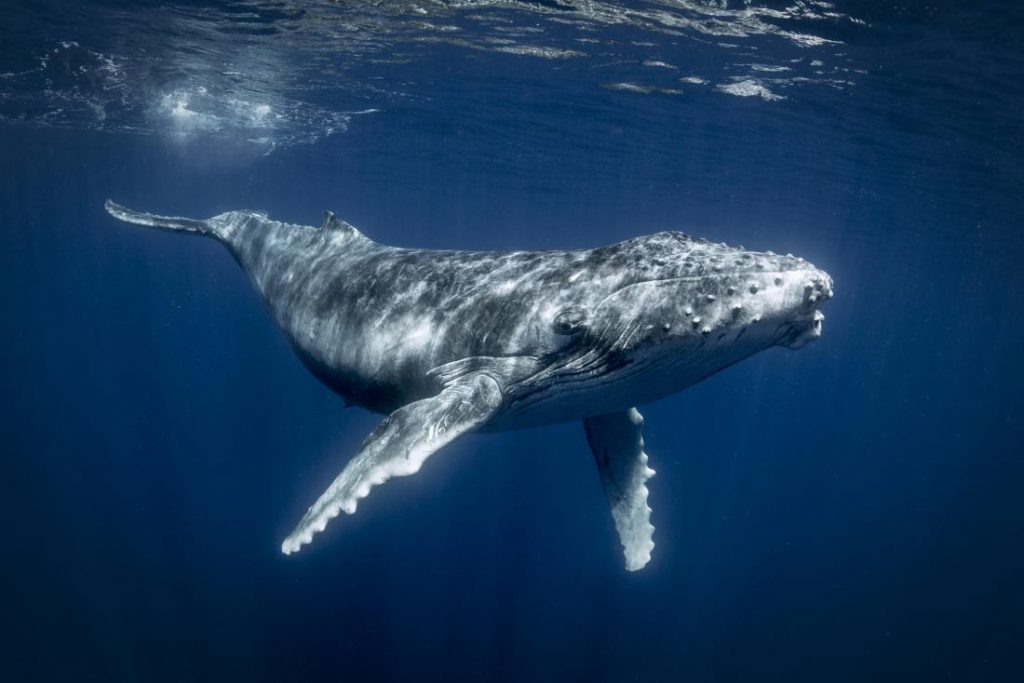 Whale Facts, Types, Lifespan, Classification, Habitat, Pictures