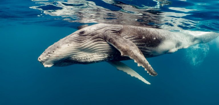 Whale Facts, Types, Lifespan, Classification, Habitat, Pictures