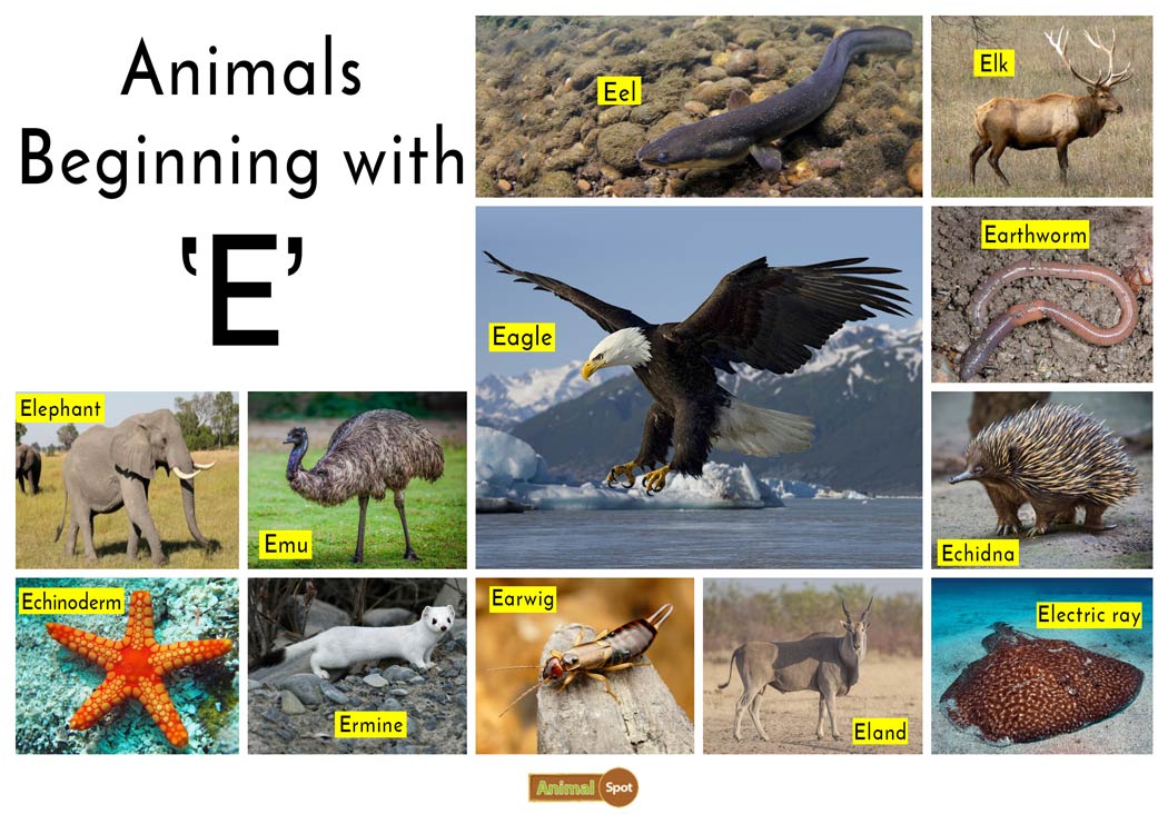 Animals That Begin With The Letter E