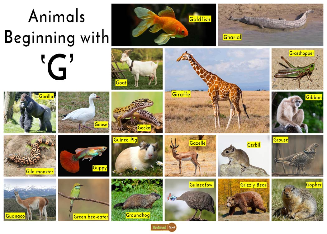 Animals that start with G