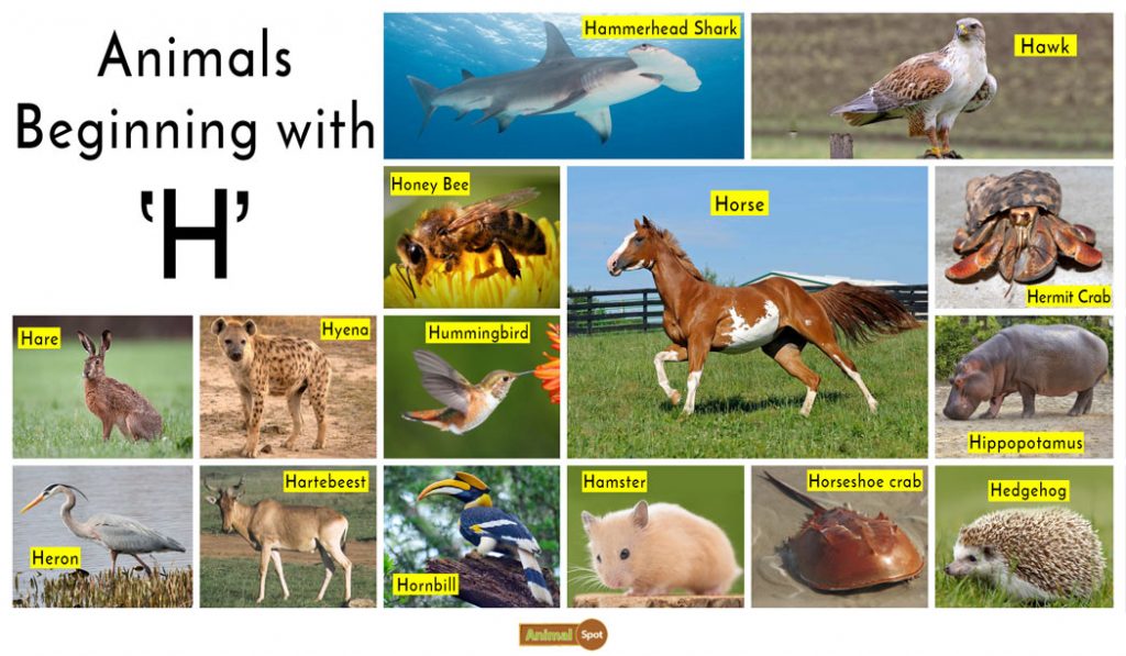 Animals that start with H