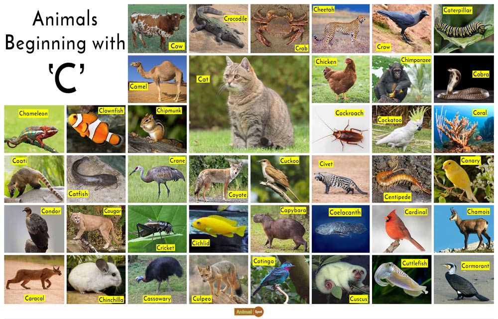 Animals That Start With C: Useful List Of 60 Animals, 47% OFF