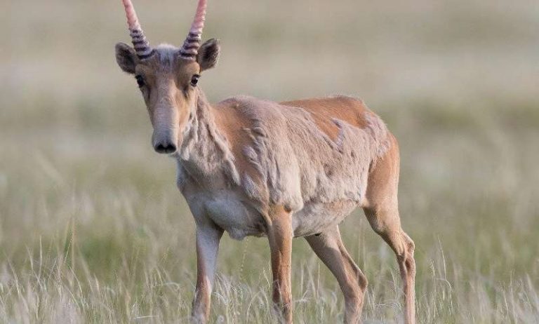 Antelope Facts Types Lifespan Classification Habitat Pictures