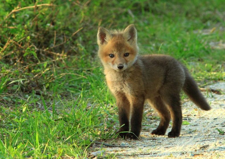 Fox Facts, Types, Classification, Habitat, Diet, Adaptations