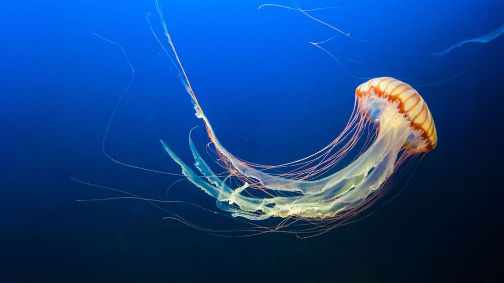 Jellyfish Facts, Types, Classification, Habitat, Diet, Adaptations