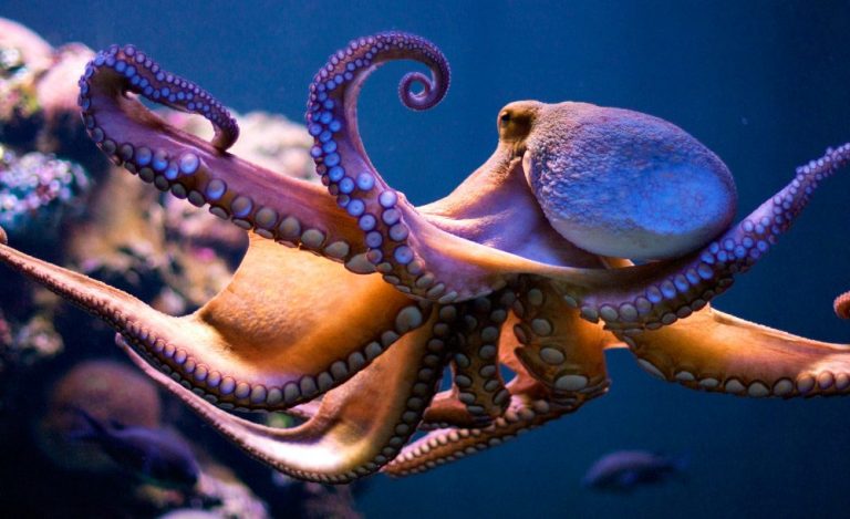 how many tentacles does an octopus have