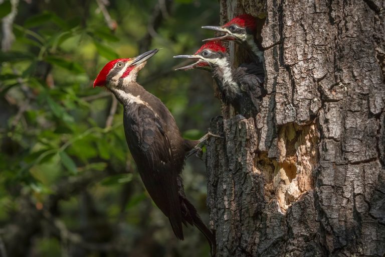 woodpecker-facts-types-classification-habitat-diet-adaptations